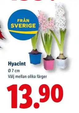 Lidl Hyacint, SEK 13.9 erbjuda