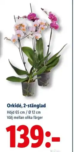 Lidl Orkidé, 2-stänglad, SEK 139 erbjuda