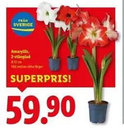 Lidl Amaryllis, 2-stänglad, SEK 59.9 erbjuda