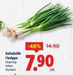 Lidl Salladslök i knippe, SEK 7.9 erbjuda