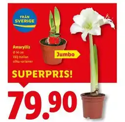 Lidl Amaryllis, SEK 79.9 erbjuda