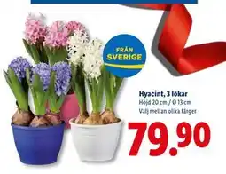Lidl Hyacint, 3 lökar, SEK 79.9 erbjuda