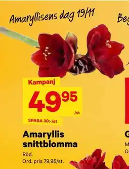 City Gross Amaryllis snittblomma, SEK 49.95 erbjuda