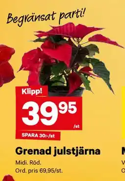 City Gross Grenad julstjärna, SEK 39.95 erbjuda
