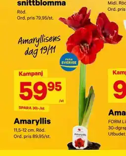 City Gross Amaryllis, SEK 59.95 erbjuda