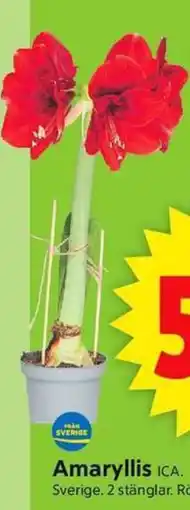 ICA Supermarket ICA Amaryllis erbjuda