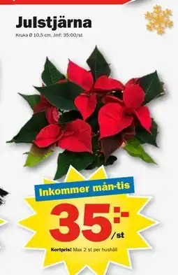 Pekås Julstjärna, Medlemspris erbjuda