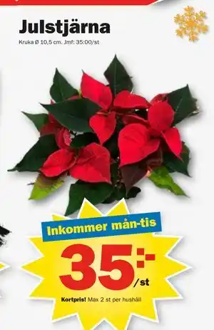 Pekås Julstjärna, Medlemspris erbjuda