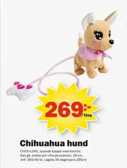 Pekås Chihuahua hund, SEK 269 erbjuda