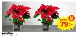 Coop Daglivs JULSTJÄRNA, SEK 79 erbjuda