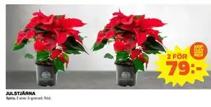 Coop Daglivs JULSTJÄRNA, SEK 79 erbjuda