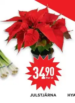 Willys Hemma JULSTJÄRNA, SEK 34.9 erbjuda