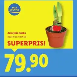 Lidl Amaryllis, jumbo erbjuda