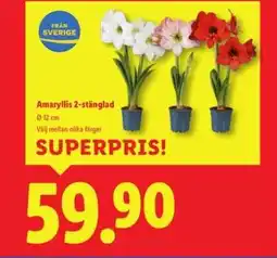 Lidl Amaryllis, 2-stänglad erbjuda