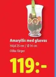 Lidl Amaryllis med glasvas erbjuda