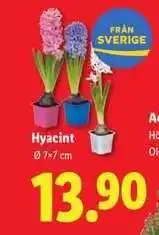 Lidl Hyacint erbjuda
