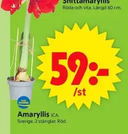 ICA Supermarket Amaryllis ICA erbjuda