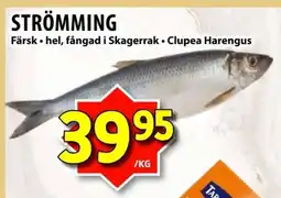 Matvärlden Tensta Strömming erbjuda