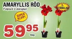 Nya Pulsen Amaryllis röd erbjuda
