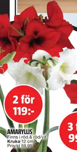 Bauhaus AMARYLLIS, SEK 119 erbjuda
