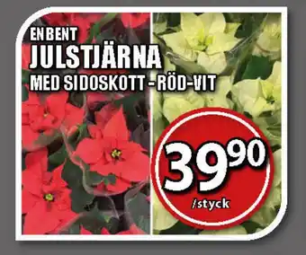 Extra Mjällby Stormarknad Julstjärna erbjuda