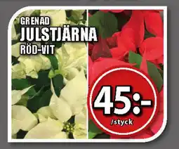 Extra Mjällby Stormarknad Julstjärna erbjuda