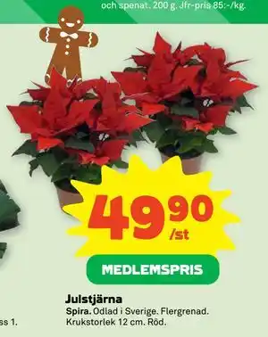 Stora Coop Julstjärna, Medlemspris erbjuda