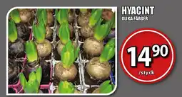 Extra Mjällby Stormarknad Hyacint erbjuda