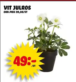 Nelins Vit julros erbjuda