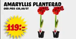 Nelins Amaryllis planterad erbjuda