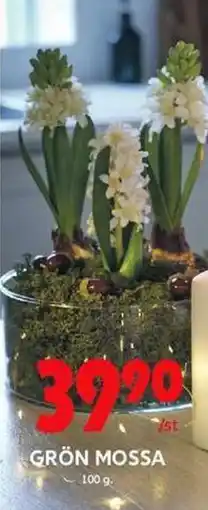 ICA Maxi Grön mossa erbjuda
