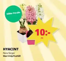 Tempo Hyacint erbjuda