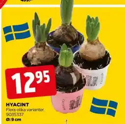 Jem&Fix Hyacint erbjuda