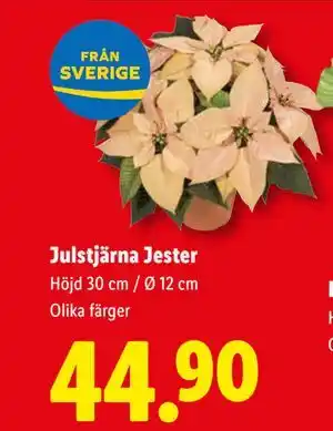 Lidl Julstjärna Jester, SEK 44.9 erbjuda