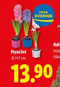 Lidl Hyacint, SEK 13.9 erbjuda