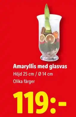 Lidl Amaryllis med glasvas, SEK 119 erbjuda