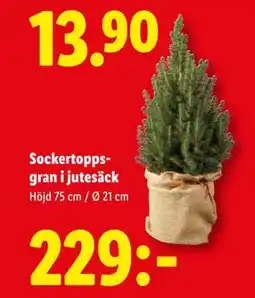 Lidl Sockertoppsgran i jutesäck, SEK 229 erbjuda