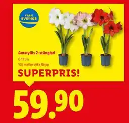 Lidl Amaryllis 2-stänglad, SEK 59.9 erbjuda