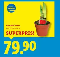 Lidl Amaryllis Jumbo, SEK 79.9 erbjuda