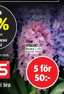 Bauhaus HYACINT, SEK 50 erbjuda