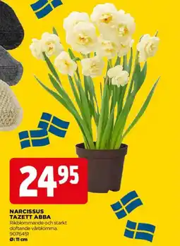 Jem&Fix Narcissus tazett abba erbjuda