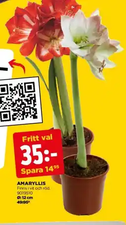 Jem&Fix Amaryllis erbjuda