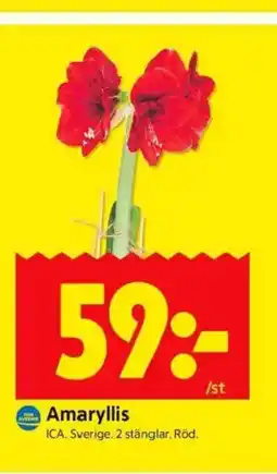 ICA Kvantum Amaryllis erbjuda