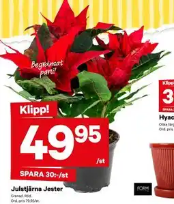 City Gross Julstjärna Jester, SEK 49.95 erbjuda