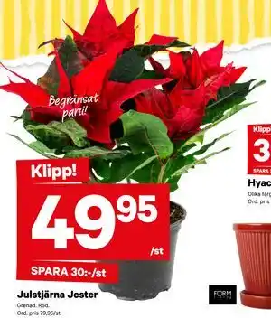 City Gross Julstjärna Jester, SEK 49.95 erbjuda