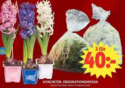 ICA Maxi Hyacinter, dekorationsmossa erbjuda