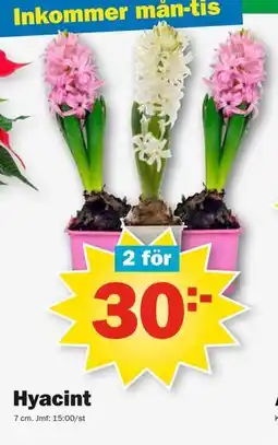 Pekås Hyacint, SEK 30 erbjuda