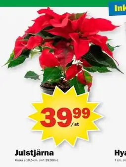 Pekås Julstjärna, SEK 39.99 erbjuda