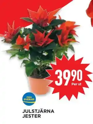 Willys JULSTJÄRNA JESTER, SEK 39.9 erbjuda