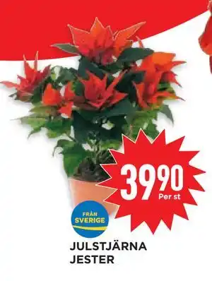 Willys Hemma JULSTJÄRNA JESTER, SEK 39.9 erbjuda